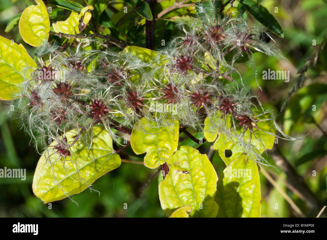 Voyageur a la-Joie ou Old Man's Beard (Clematis vitalba), têtes de graine Banque D'Images