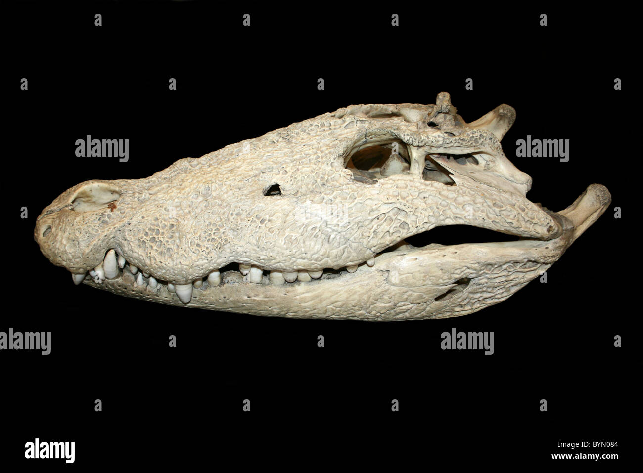 Vue latérale d'un jeune Crocodile du Nil crâne Banque D'Images