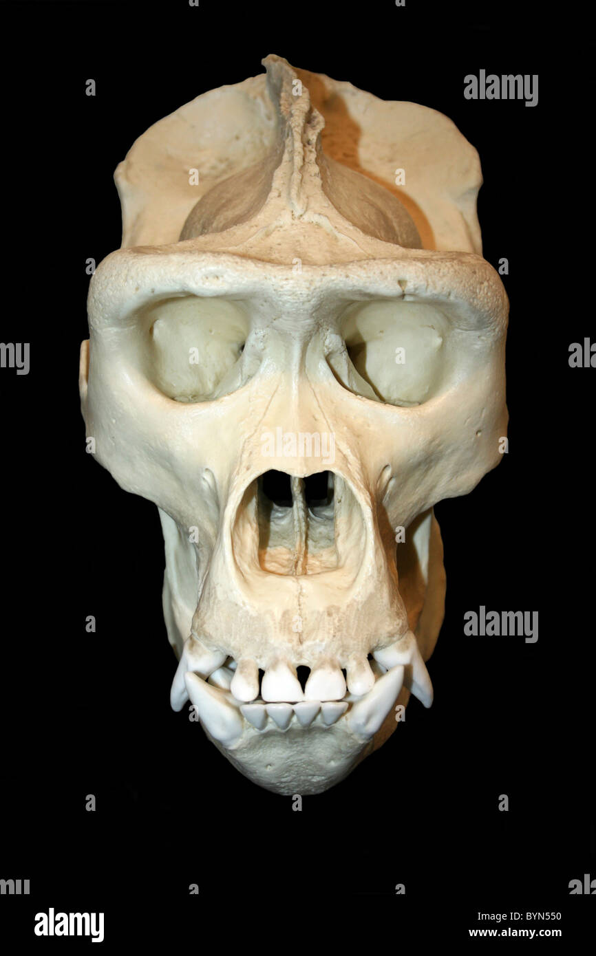 Crâne de gorille Cast Banque D'Images