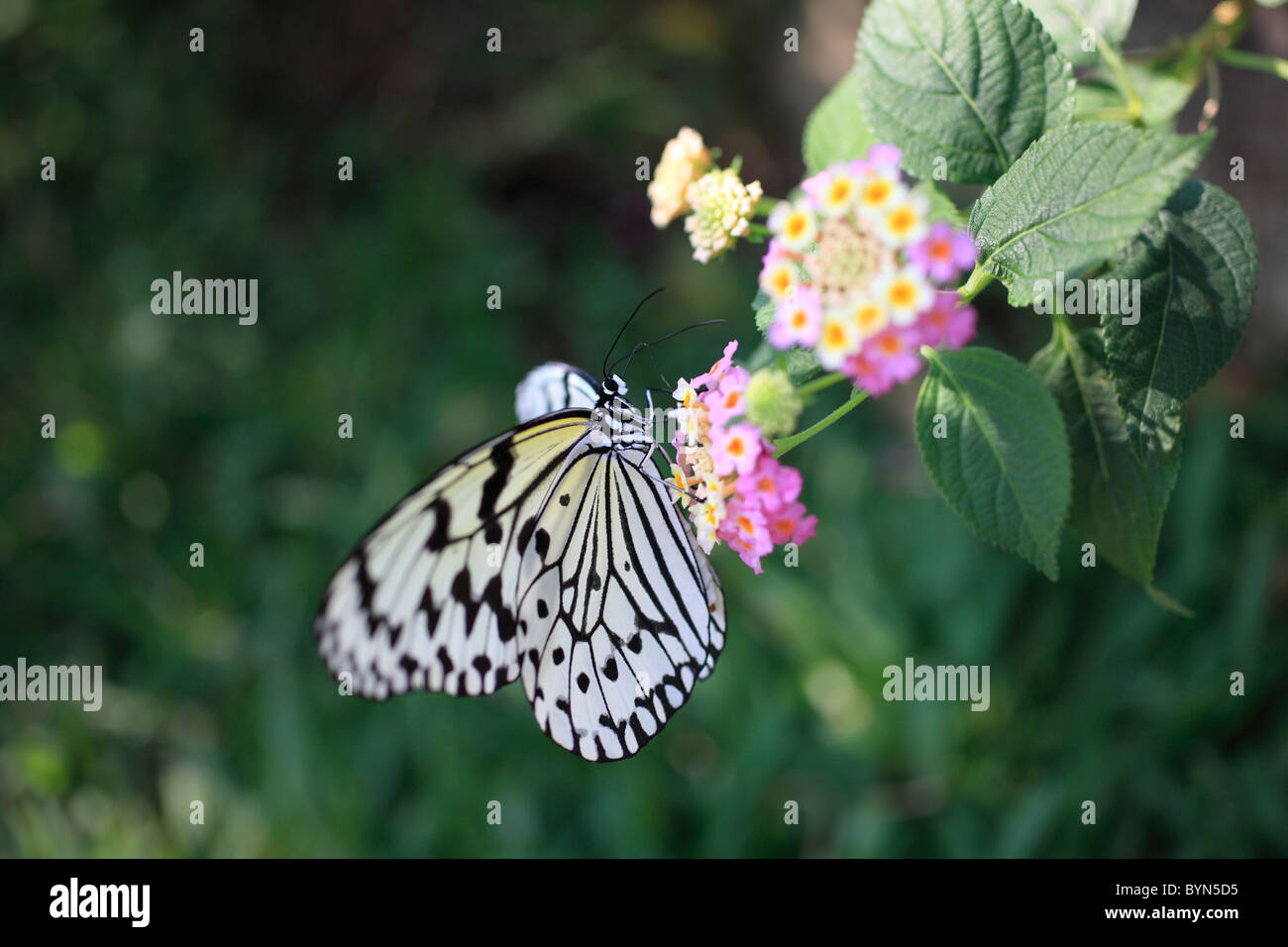 Papier de Riz papillon sur Lantana Banque D'Images
