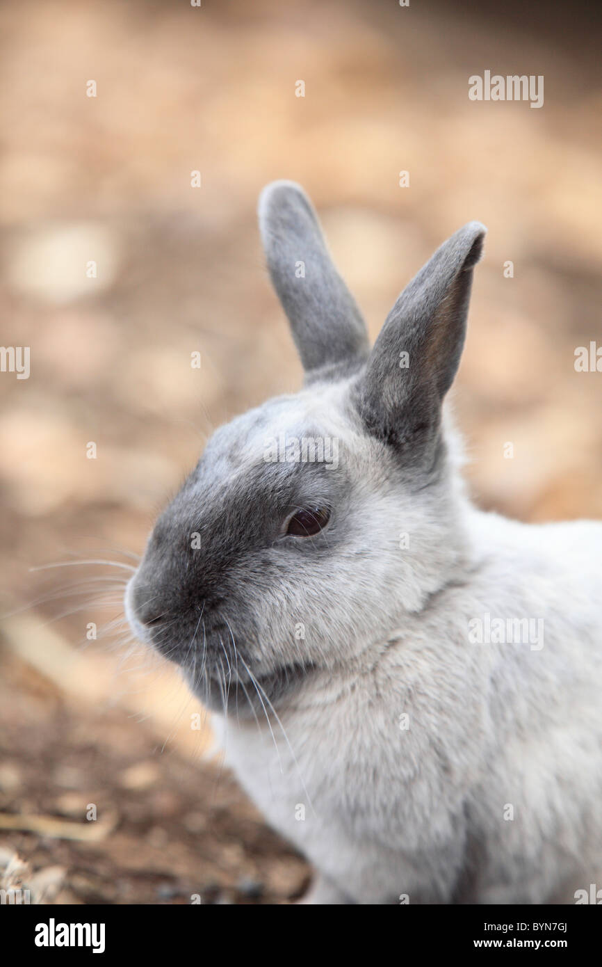 Lapin Banque D'Images