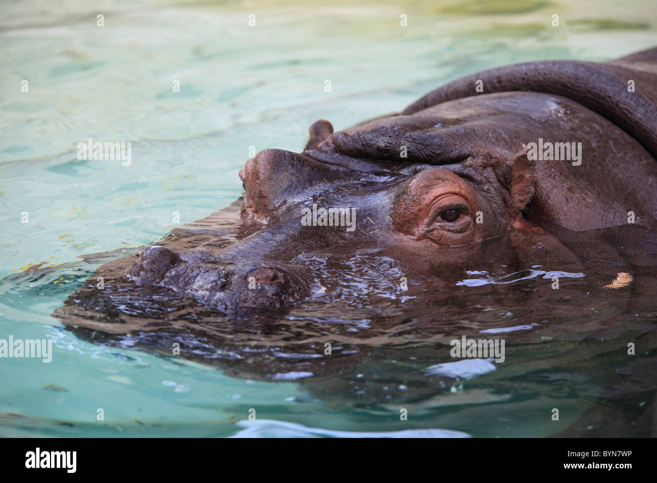 Hippopotame Banque D'Images