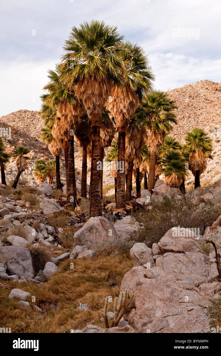 Palmier De Californie - Washingtonia Filifera - Le Jardin Du
