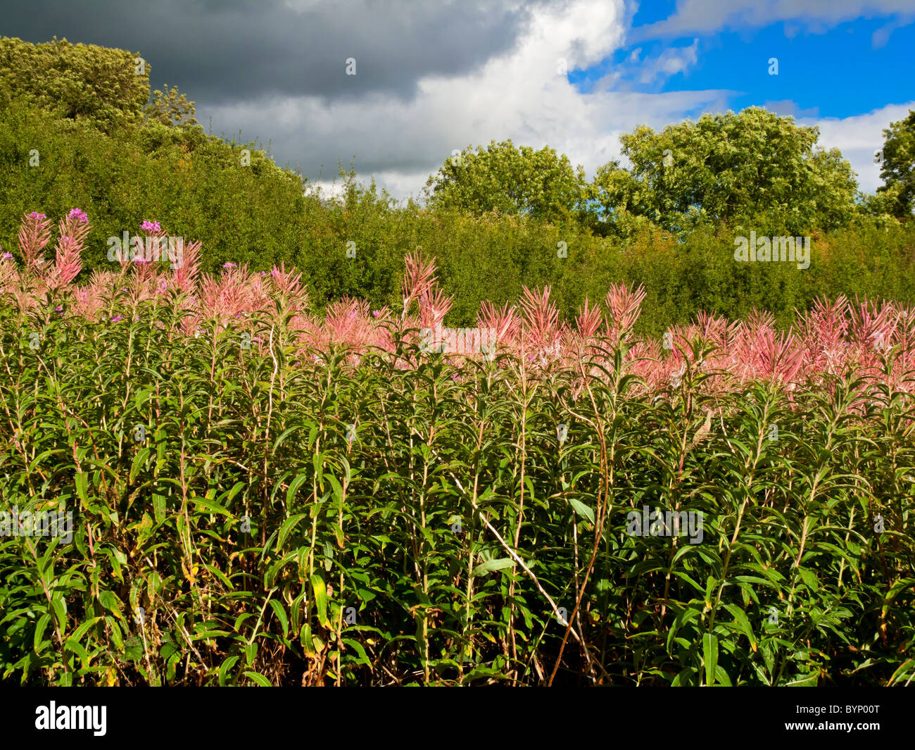 L'épilobe Epilobium angustifolium croissant dans le Derbyshire Dales England UK Banque D'Images
