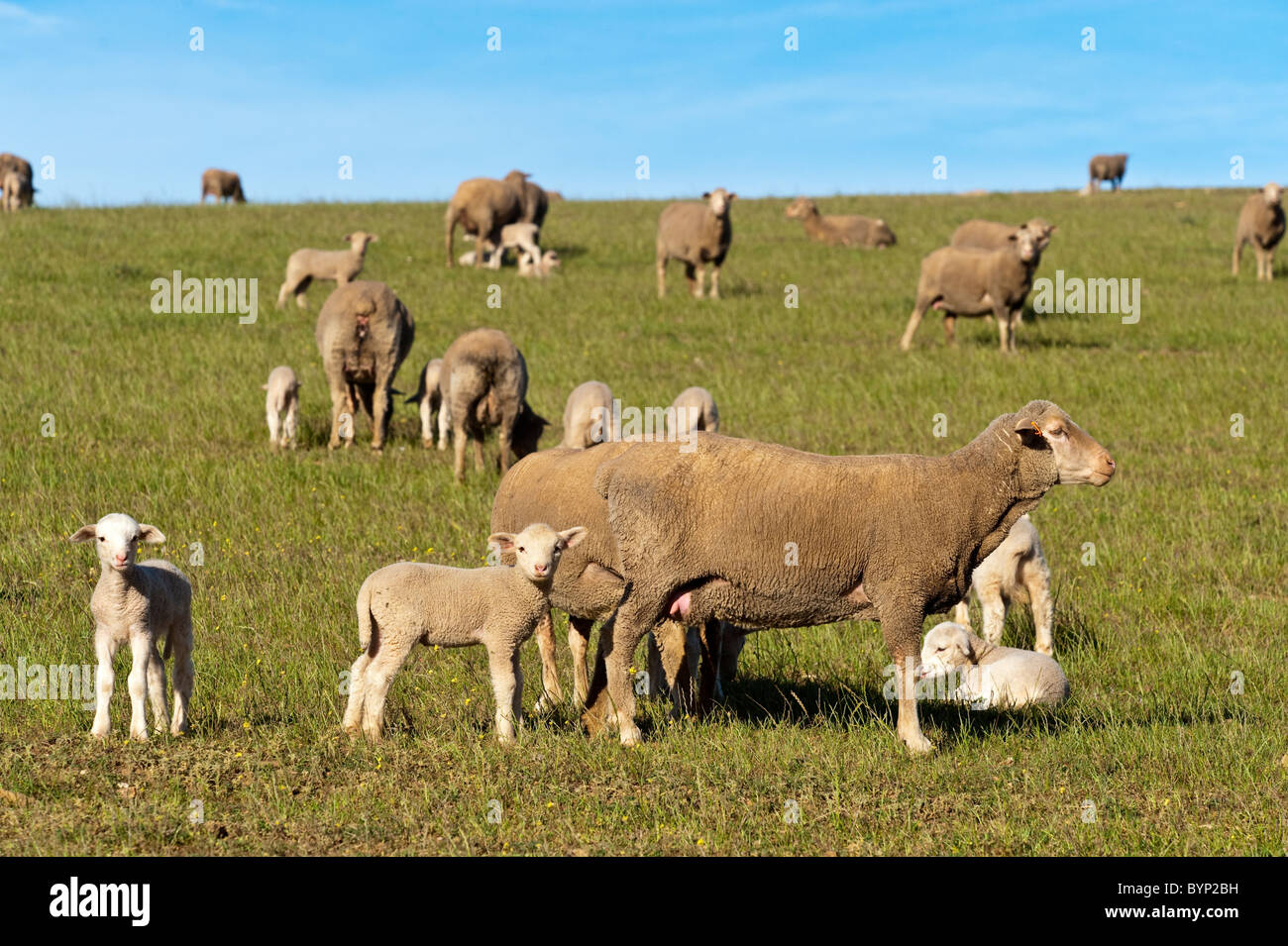 Dans Ouplaas brebis avec agneaux, Western Cape, Afrique du Sud Banque D'Images