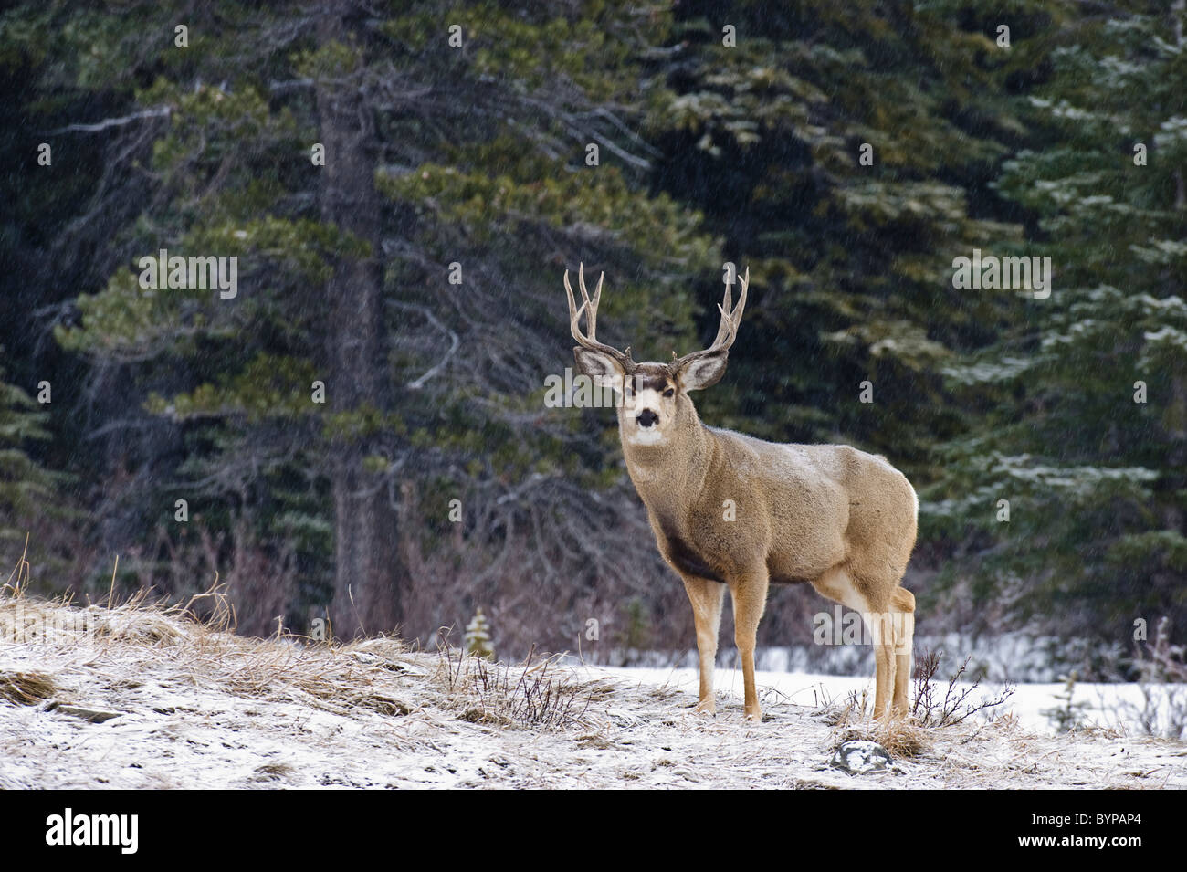 Un cerf mâle debout dans la neige qui tombe légèrement vers l'avant à la recherche. Banque D'Images