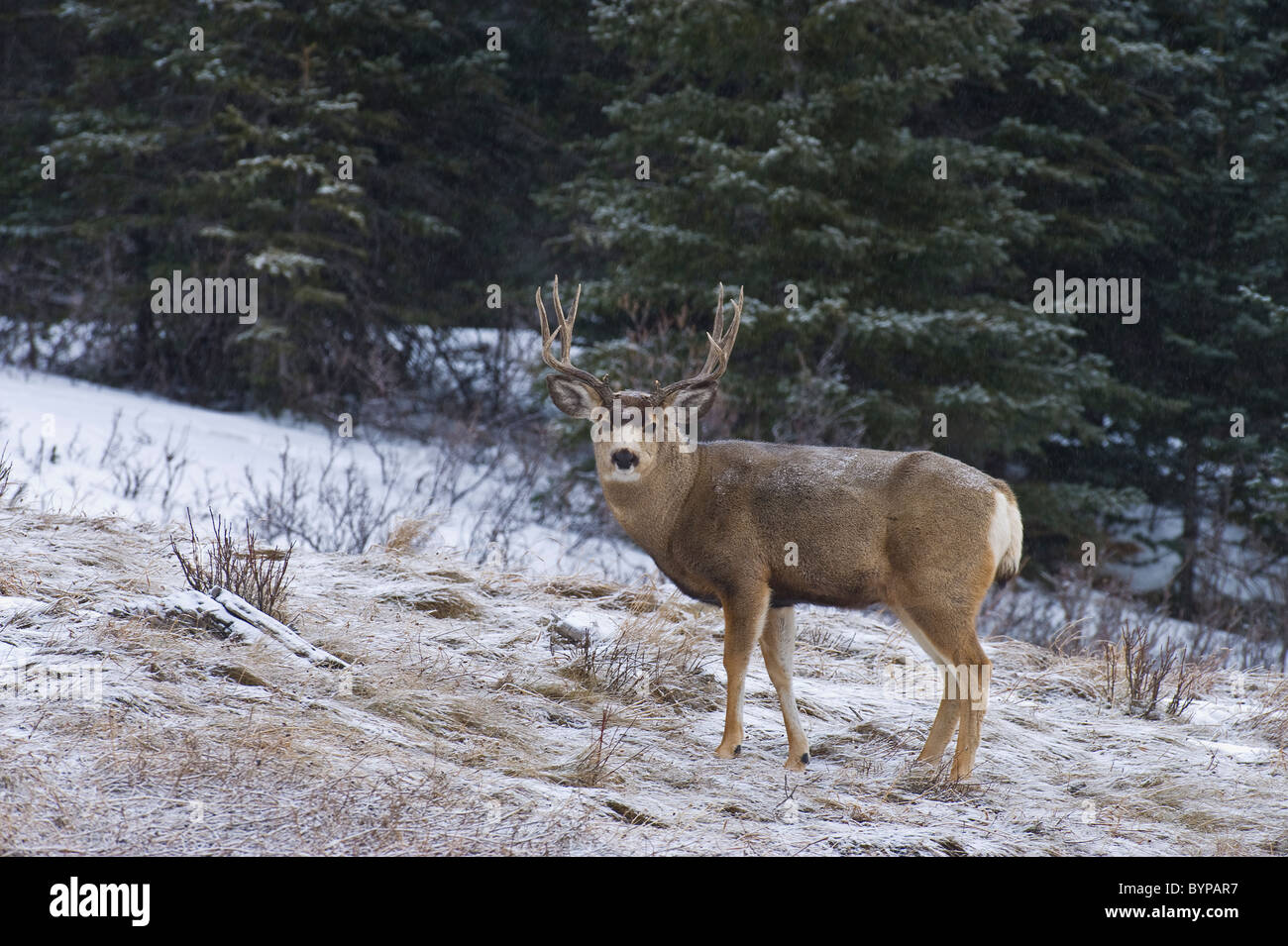 Un cerf mâle debout dans la neige qui tombe légèrement vers l'avant à la recherche. Banque D'Images
