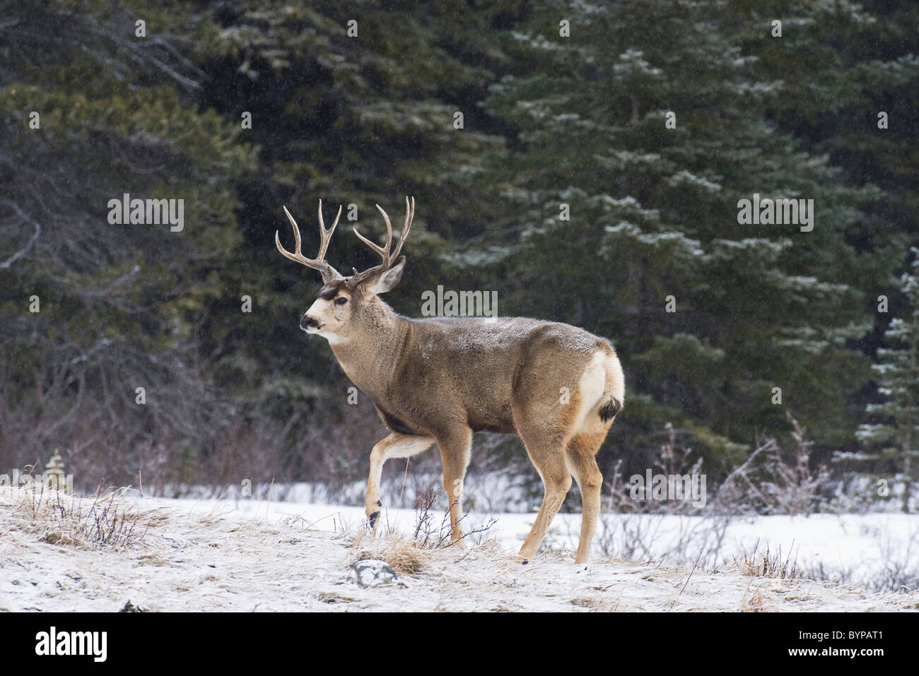 Une mule deer buck debout sur une colline couverte de neige. Banque D'Images