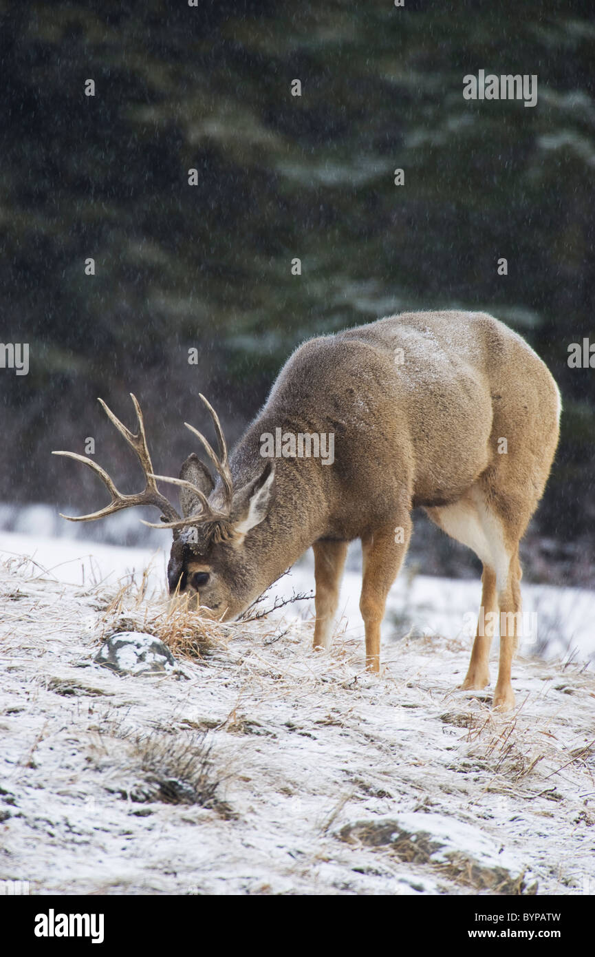 Un adulte le cerf mulet nourriture buck le long d'une colline, dans la neige qui tombe doucement. Banque D'Images