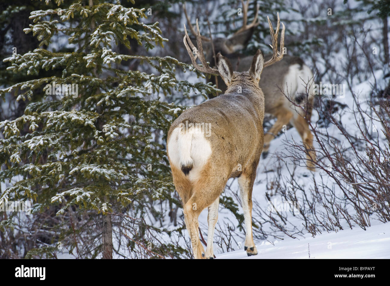Deux cerfs mulets mâles adultes marche loin grâce à l'aide de la brosse et de la neige. Banque D'Images