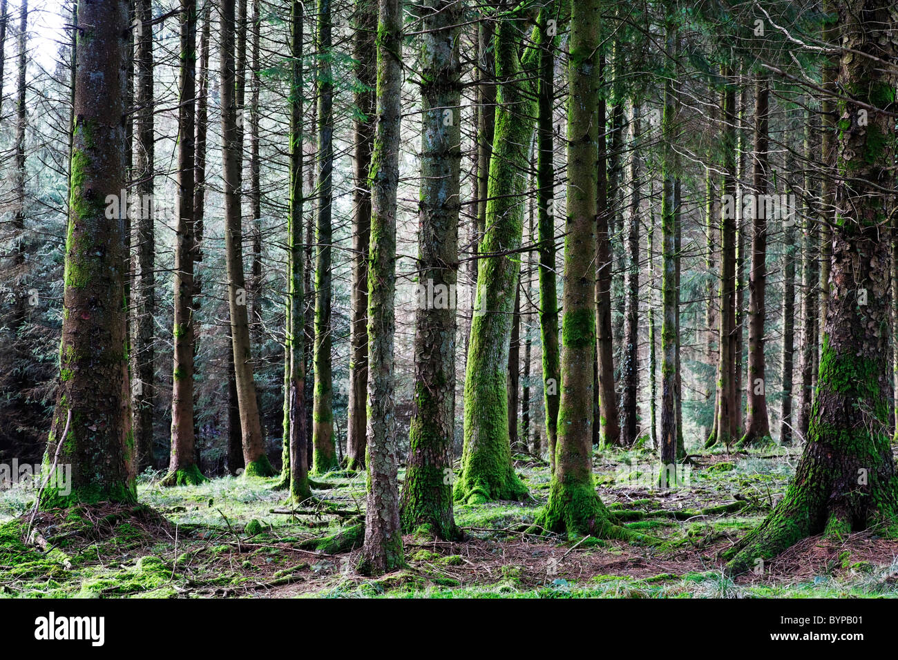 Un bois dans le Devon, Angleterre Banque D'Images