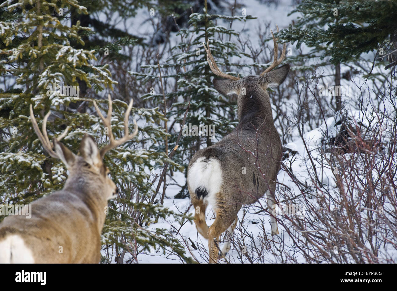 Une vue arrière de deux cerfs mulets mâles adultes marche loin grâce à l'aide de la brosse et de la neige. Banque D'Images