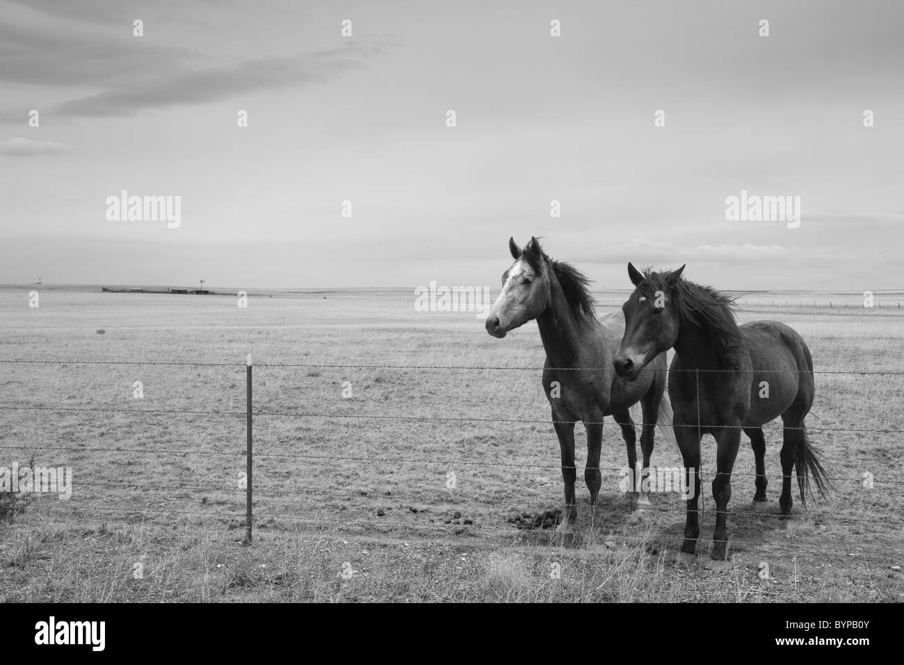 USA, Nouveau Mexique, Trujillo, chevaux debout derrière des barbelés dans des pâturages du désert Banque D'Images