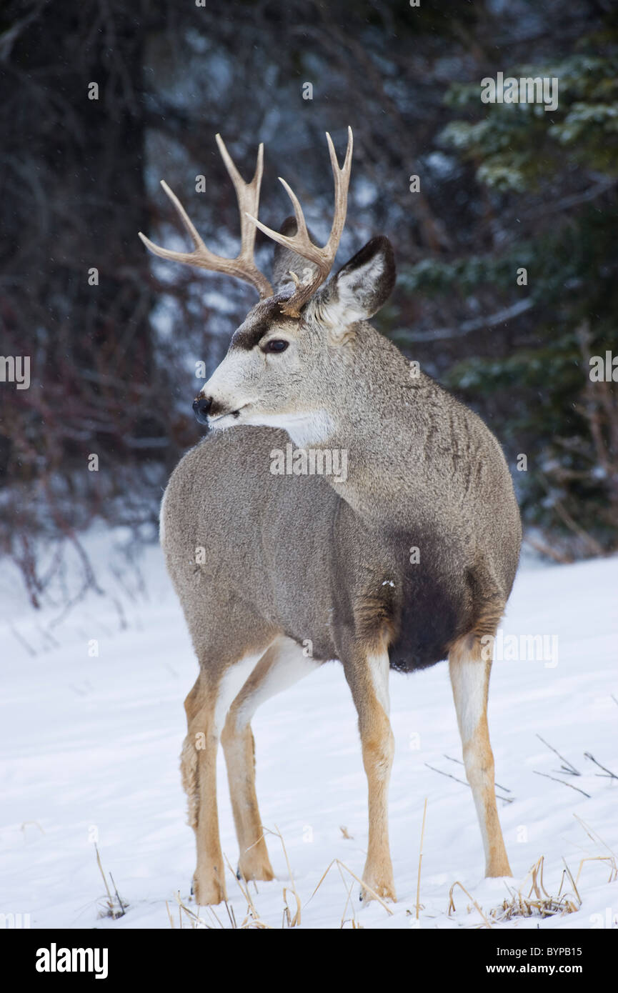 Vertical d'un portrait d'une mule deer buck debout dans la neige qui tombe légèrement. Banque D'Images