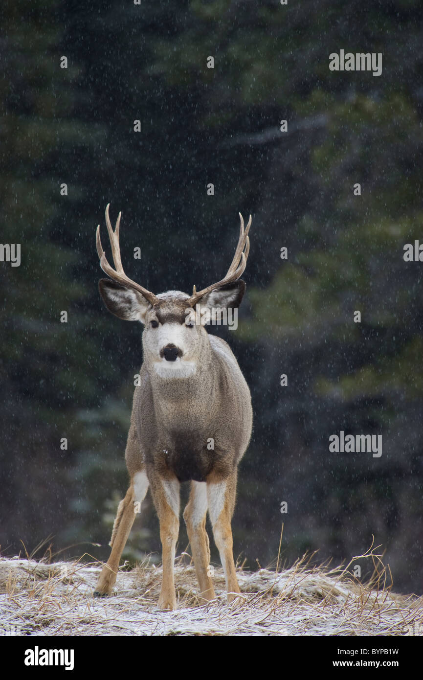 Une mule deer buck debout sur une colline, dans la neige qui tombe légèrement. Banque D'Images