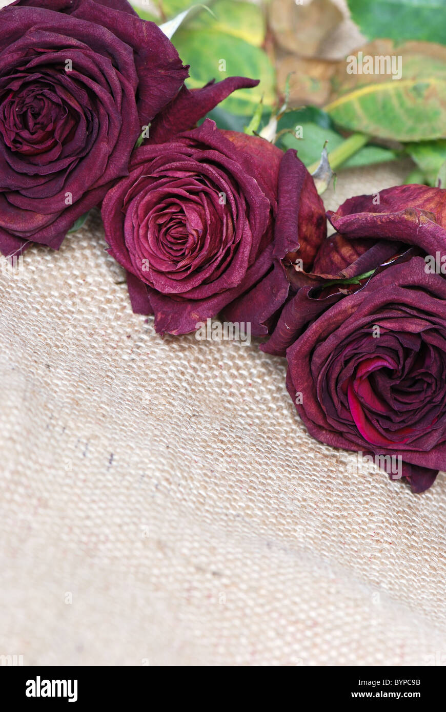 Arrière-plan de roses séchées Banque D'Images