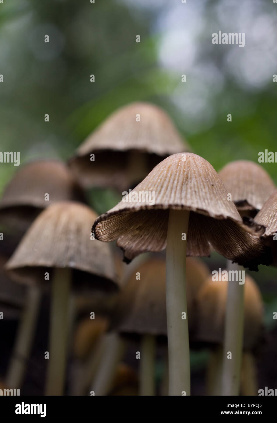 Photo de quelques capsules de scintillement (Patronymie micaceus) Banque D'Images