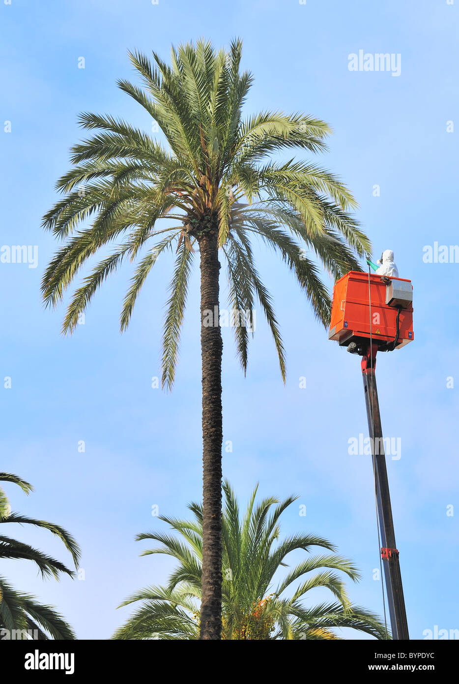 Lave-hight palm tree Banque D'Images