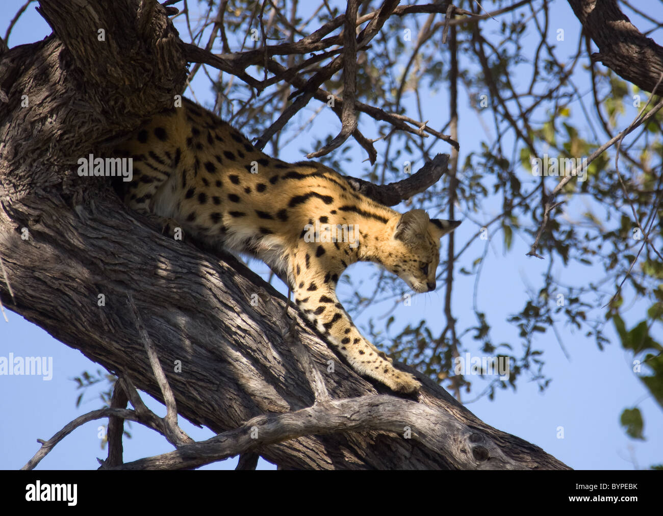 Serval (Leptailurus serval), auf einem Baum, Moremi, Botswana, Wildreservat Afrika Banque D'Images