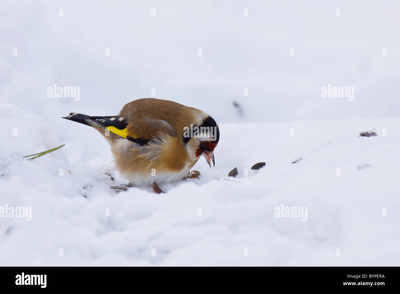 Stieglitz, Distelfink, Carduelis carduelis im Winter chardonneret élégant Carduelis carduelis en hiver Banque D'Images