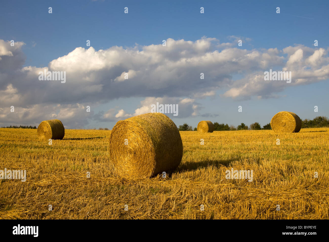 Strohballen abgeernteten auf rund Feld, Rheinland-Pfalz, Deutschland botte de paille, typique paysage d'automne en Allemagne Banque D'Images