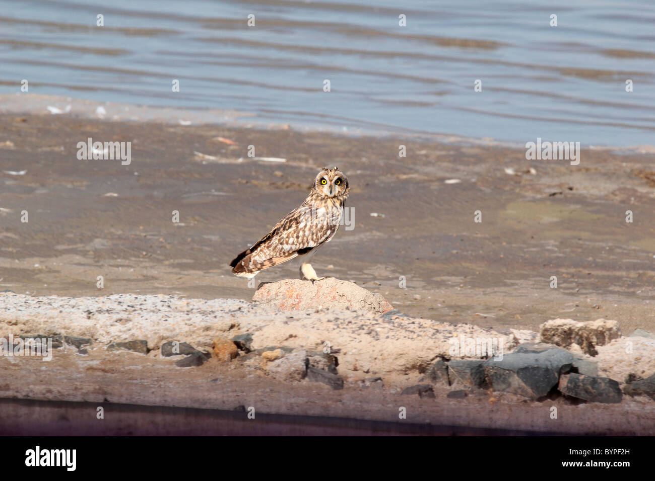 Chouette tachetée en grand Rann de Kutch, Inde Banque D'Images