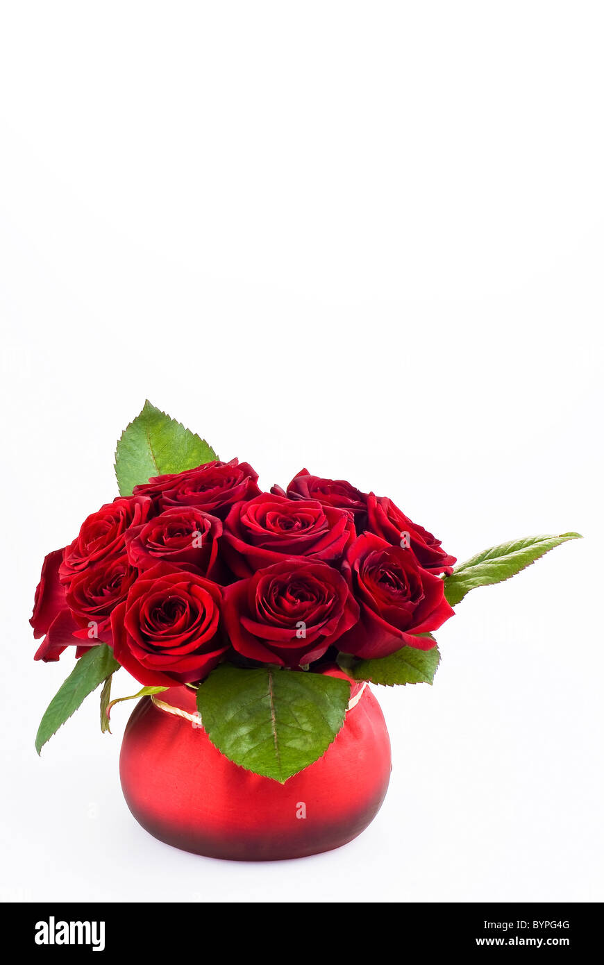 De belles roses dans le pot rouge sur fond blanc Banque D'Images