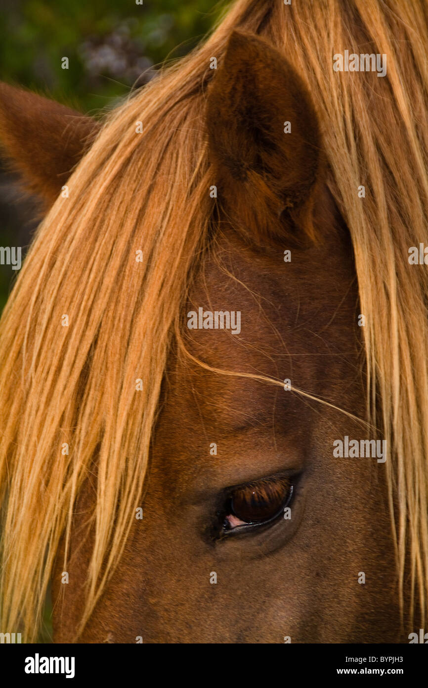 'La crinière chose" - libre d'un cheval sauvage sur l'Île Assateague, Maryland Banque D'Images
