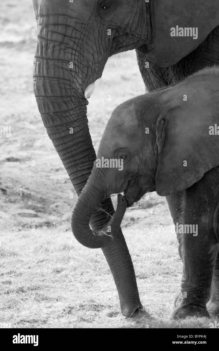 'Trunkated' - Mère et bébé éléphant Banque D'Images