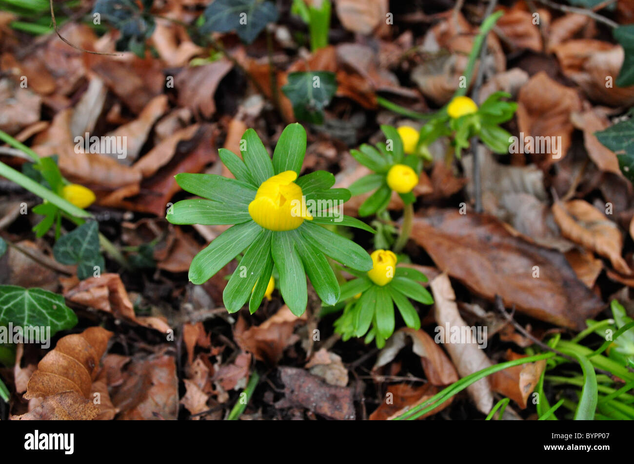 Aconites et perce-neige en milieu rural English Woods, au début du printemps. Banque D'Images