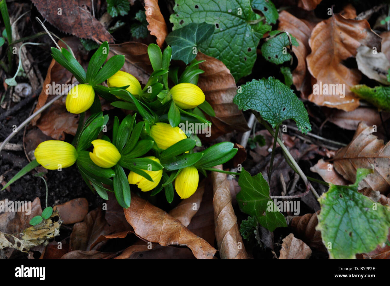 Aconites et perce-neige en milieu rural English Woods, au début du printemps. Banque D'Images