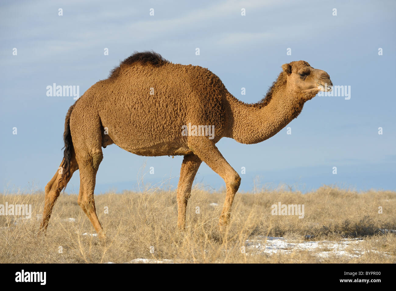 Le Dromader camel en steppe Asiatique Banque D'Images