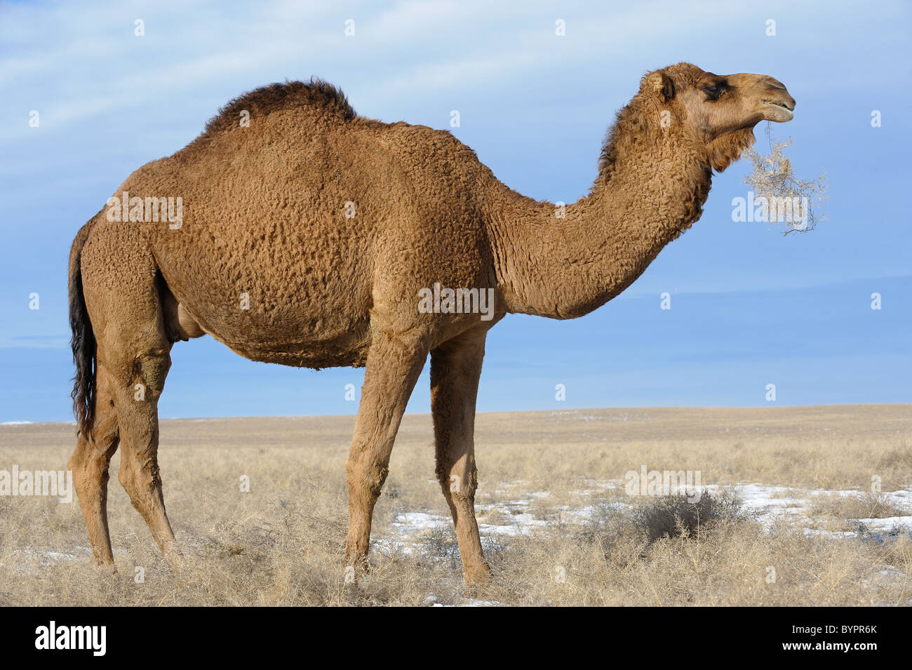 Le Dromader camel dans les steppes de l'Asie. Banque D'Images