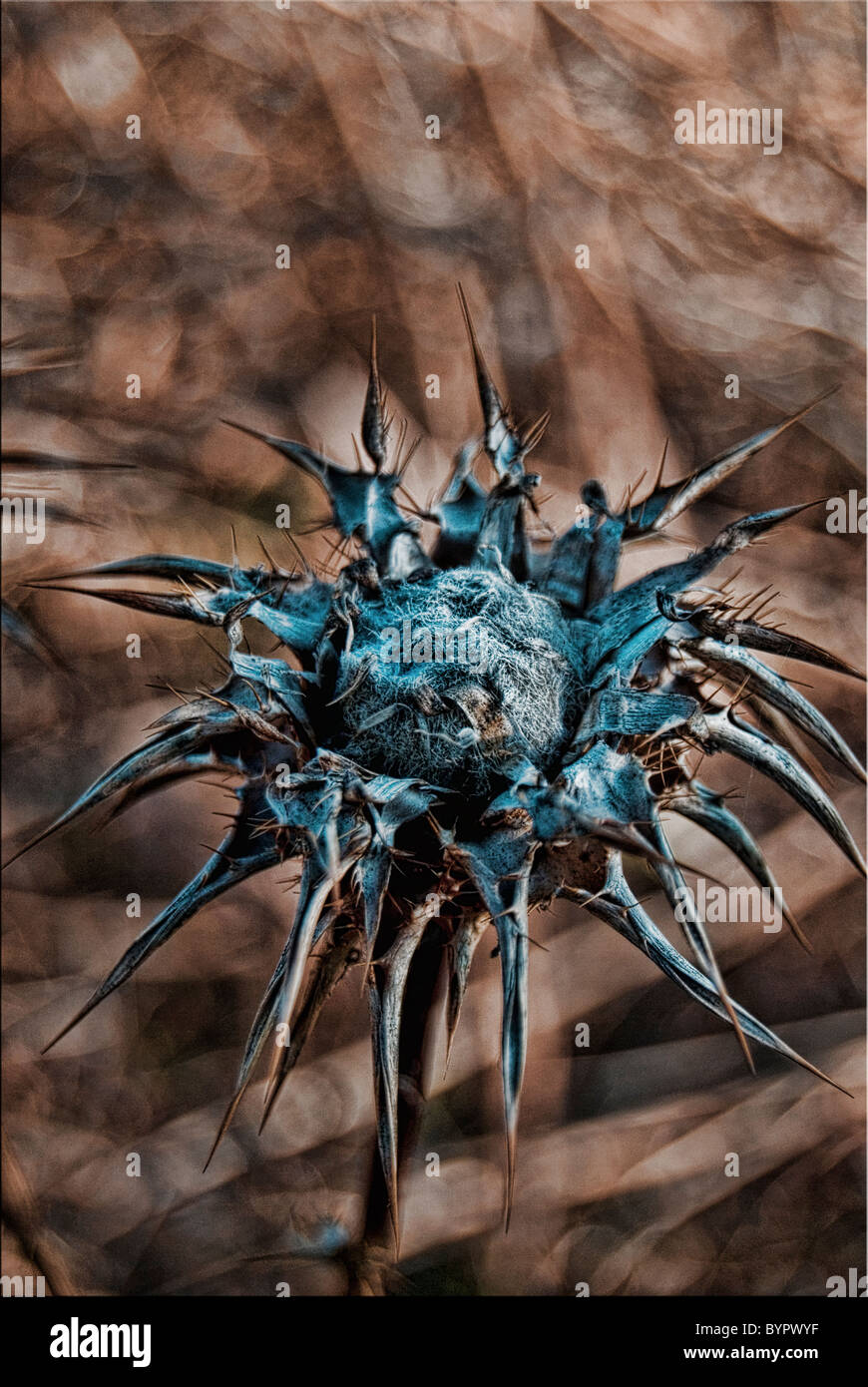 Chardon de coton Banque D'Images