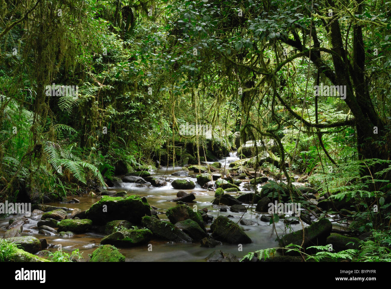 Un ruisseau dans la forêt tropicale du Parc National de Ranomafana, Madagascar. Banque D'Images