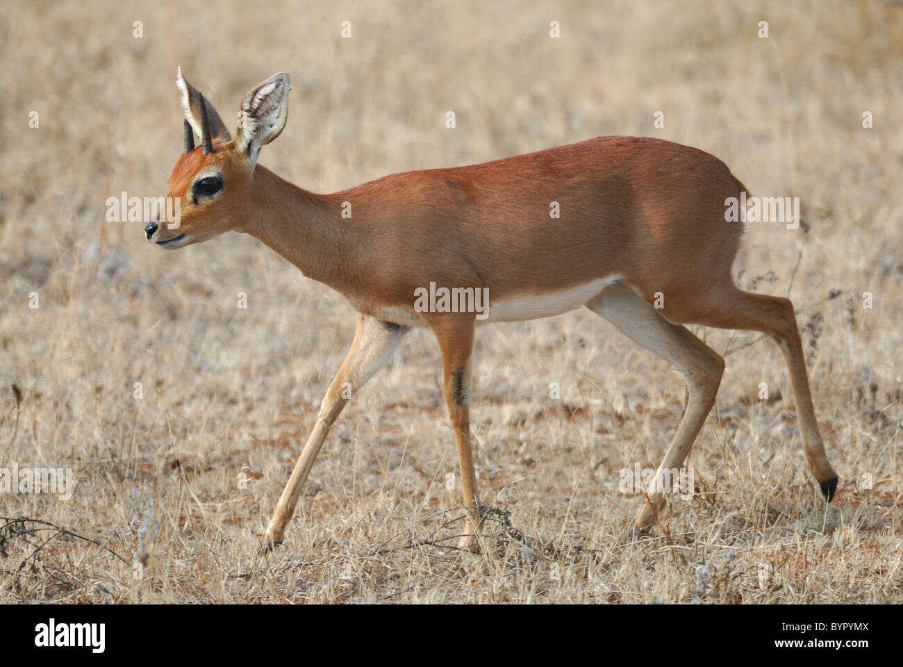 Steenbok mâle en Kruger National Park, Afrique du Sud Banque D'Images