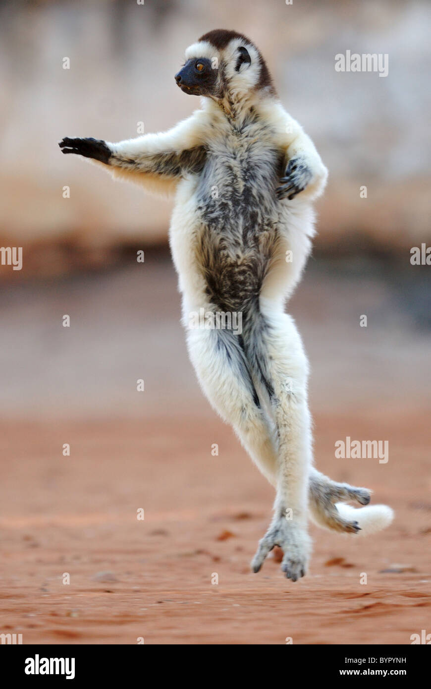 Le Propithèque de verreaux (Propithecus verreauxi) Danse de Madagascar Banque D'Images
