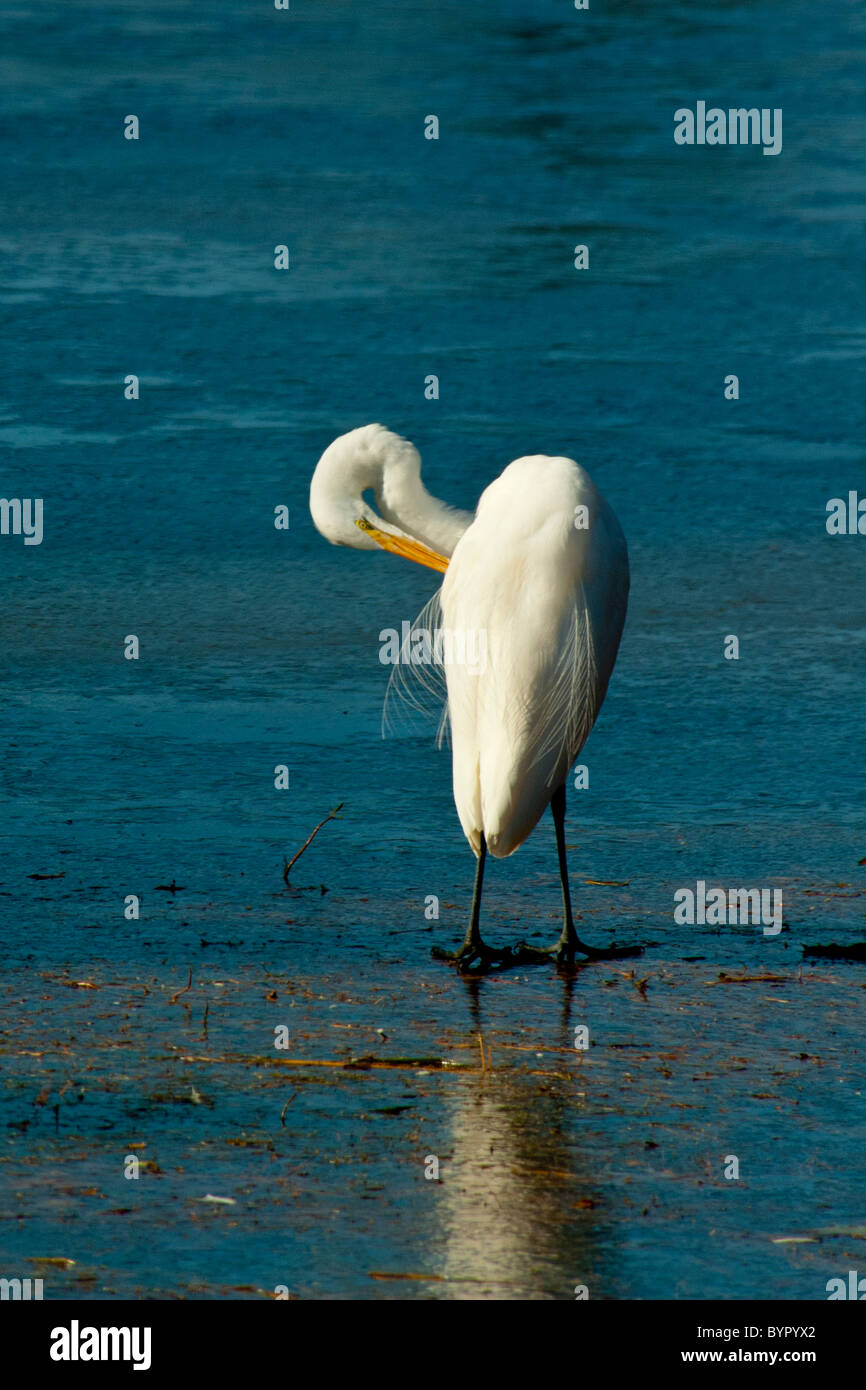 Grande Aigrette au bord du lac Mattamuskeet, en Caroline du Nord Banque D'Images