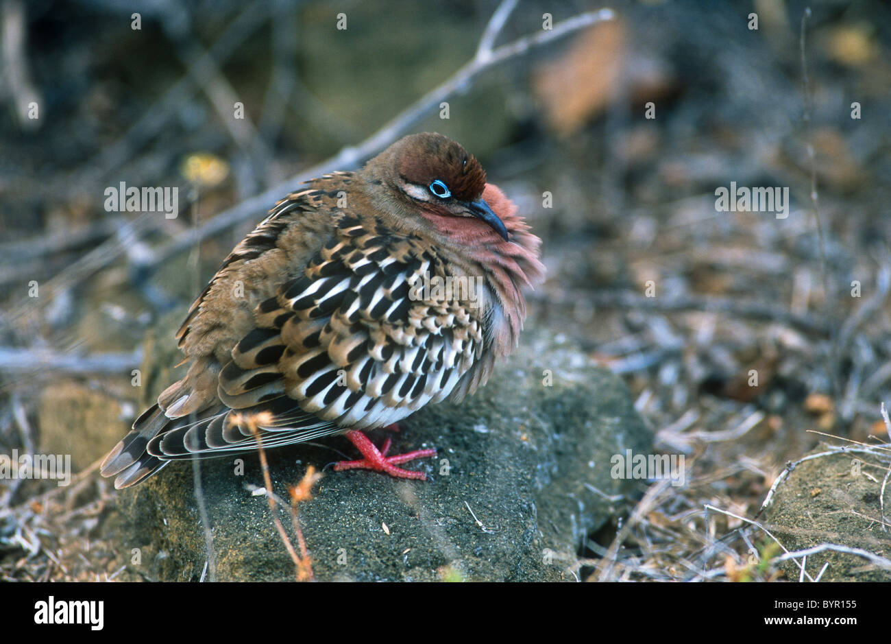 Colombe Galapagos, Zenaida galapagoensis, Genovesa (Tower), Galapagos Banque D'Images
