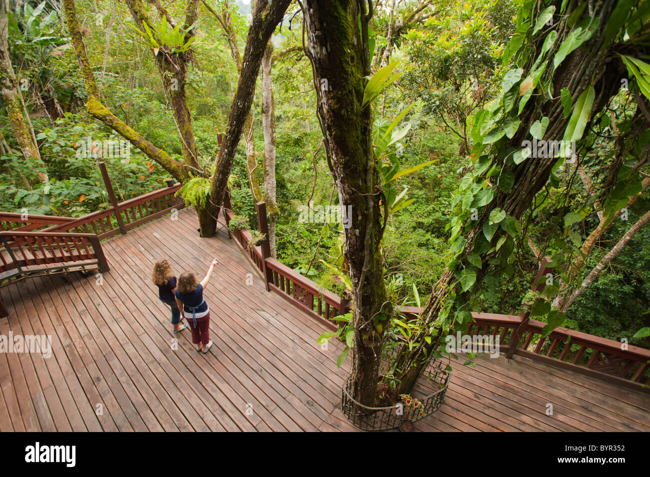 Les touristes américains sur une plate-forme d'observation situé en altitude, dans la forêt de nuage au Honduras, Amérique centrale. Banque D'Images
