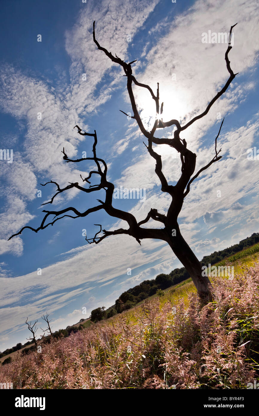 Arbre mort en silhouette à Iken dans le comté de Suffolk Banque D'Images