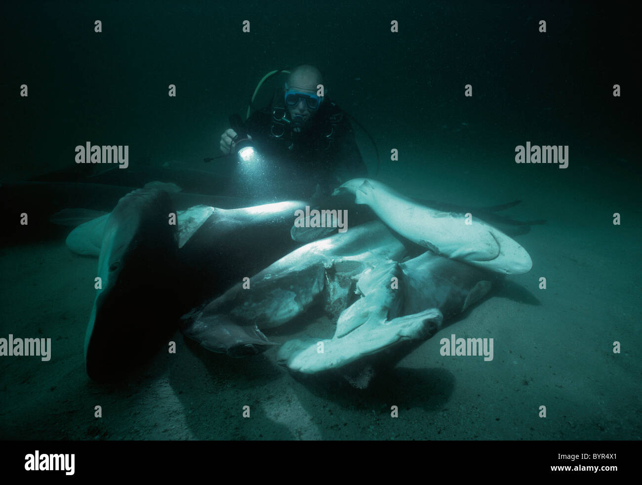 Diver examine les requins, et à ailettes, jeté par-dessus bord pour se noyer. Le Costa Rica, l'île Cocos - Océan Pacifique Banque D'Images Diver examine les requins, et à ailettes, jeté par-dessus bord pour se noyer. Le Costa Rica, l'île Cocos - Océan Pacifique Banque D'Images