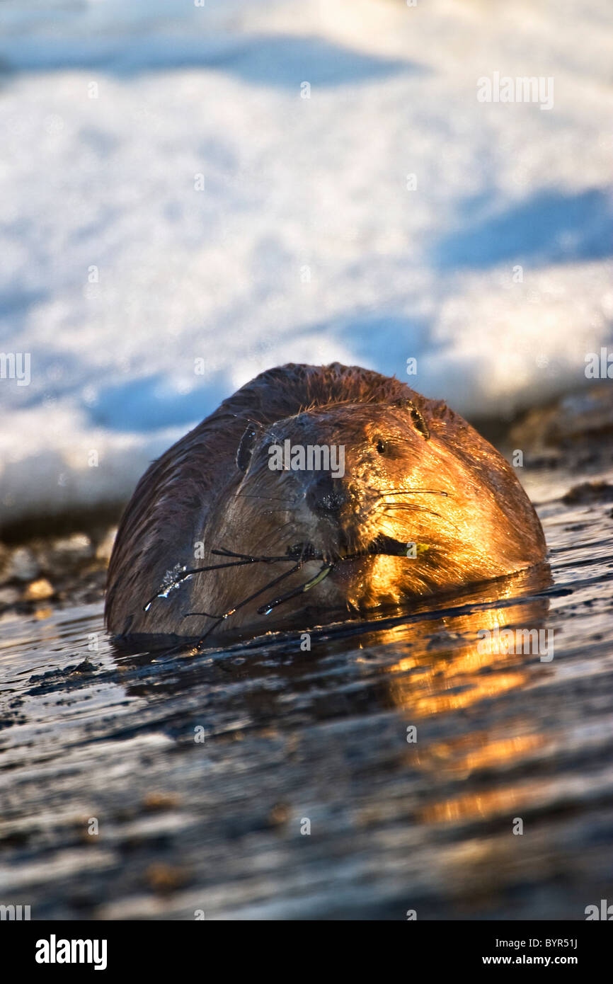 Castor à la nage dans l'eau avec une succursale en bouche c'est au début du printemps dans le parc national Elk Island ; Alberta, Canada Banque D'Images