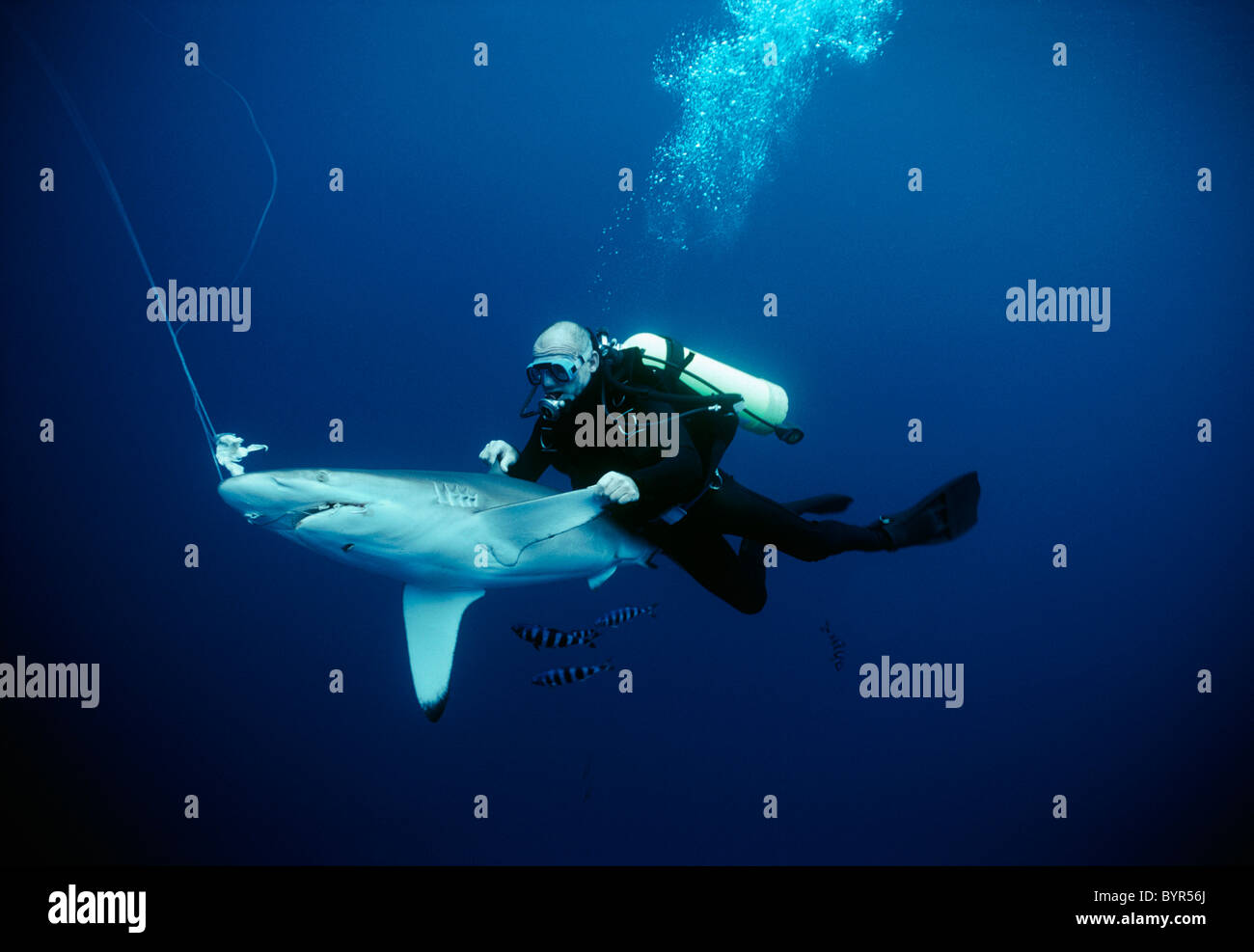 Oceanic black tip shark Banque de photographies et d'images à haute  résolution - Alamy