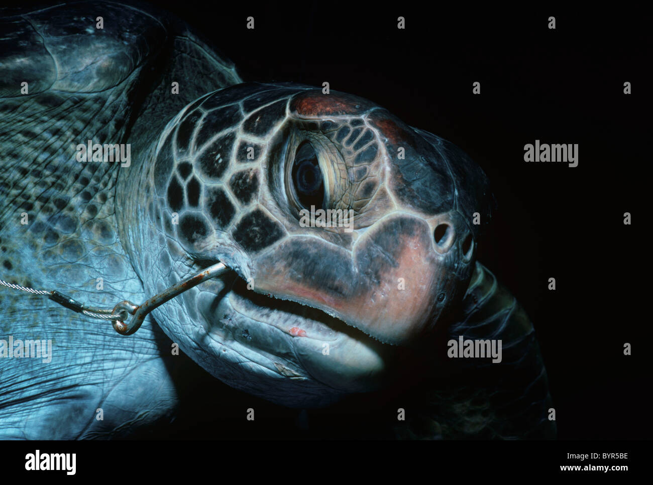 La tortue imbriquée (Eretmochelys imbricata) accro à la longue ligne. Le Costa Rica, l'île Cocos - Océan Pacifique Banque D'Images