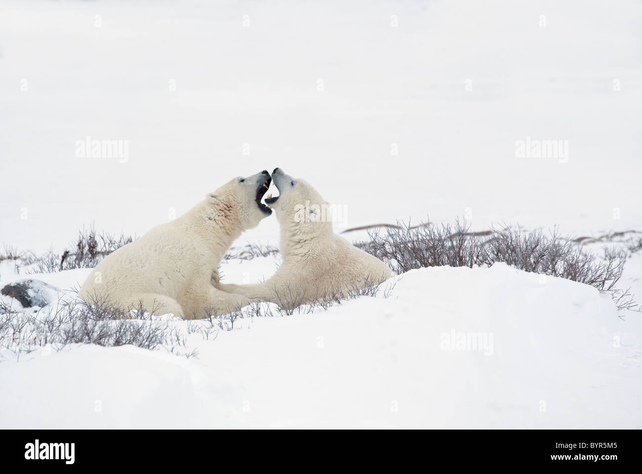 Deux ours polaires dans un moment d'humour avec la bouche ouverte comme si sentir le souffle de l'autre ; Churchill, Manitoba, Canada Banque D'Images