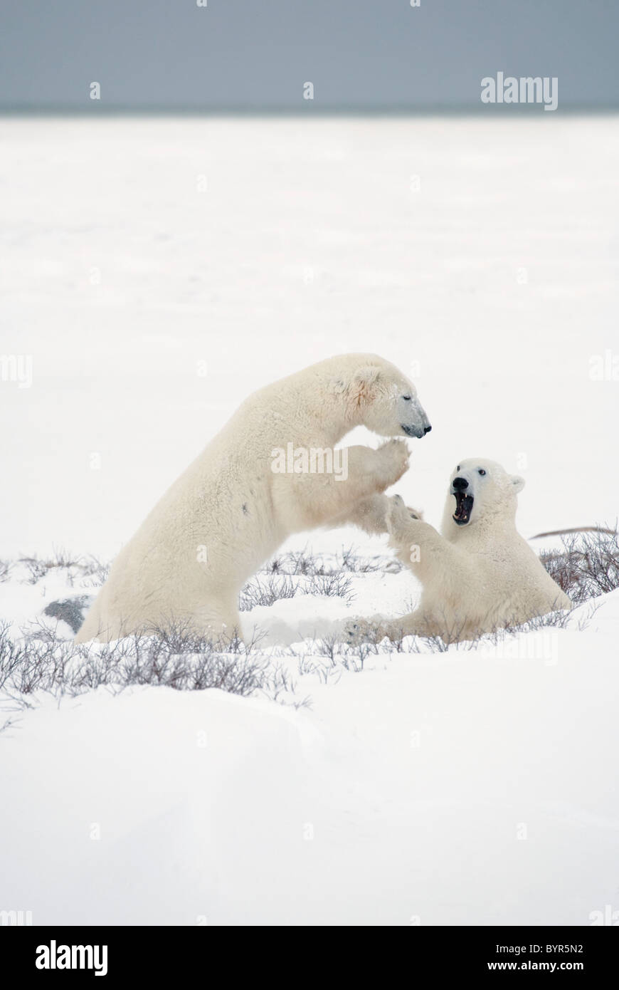 Deux ours polaires essayer leurs habiletés de chasse lors de l'attente de la glace pour geler ; Churchill, Manitoba, Canada Banque D'Images