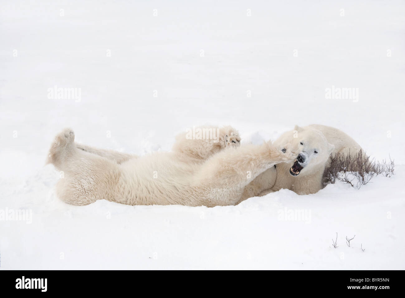 Deux ours polaires (Ursus maritimus) à jouer dans la neige ; Churchill, Manitoba, Canada Banque D'Images