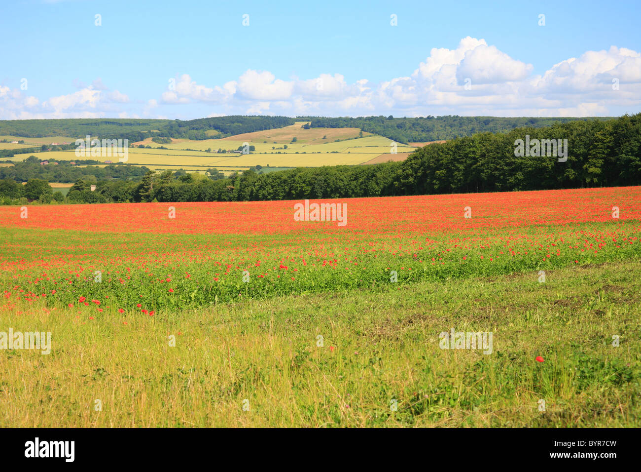Des champs de pavot à la périphérie de Wye à l'égard des North Downs à Challock, Ashford, Kent, England, UK Europe Banque D'Images