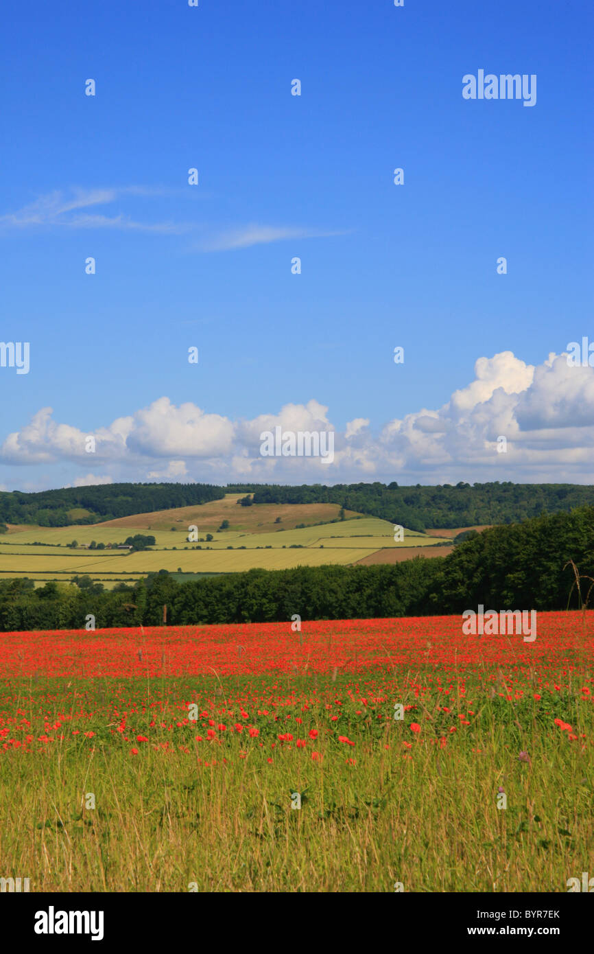 Des champs de pavot à la périphérie de Wye à l'égard des North Downs à Challock, Ashford, Kent, England, UK Europe Banque D'Images
